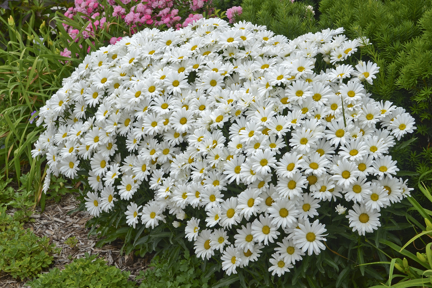Leucanthemum